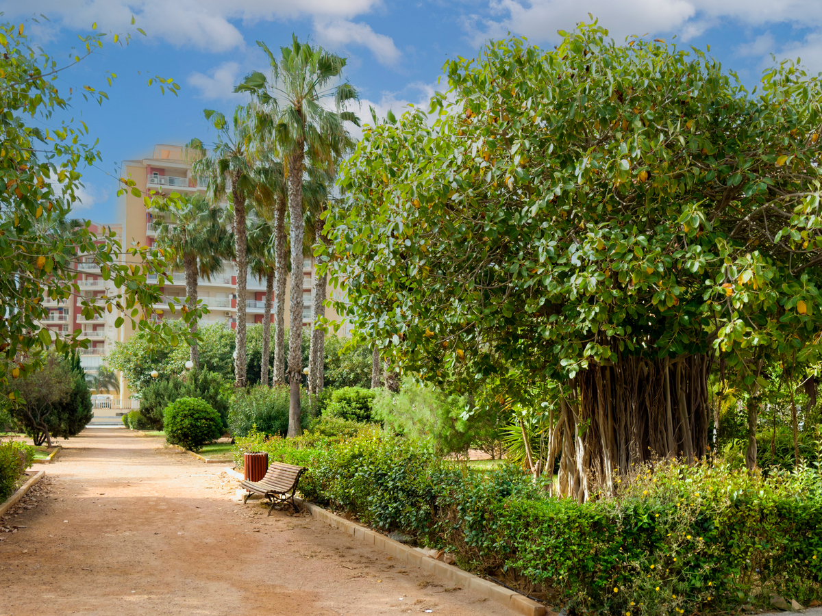 香樟树移植进城，加速城市绿化进程