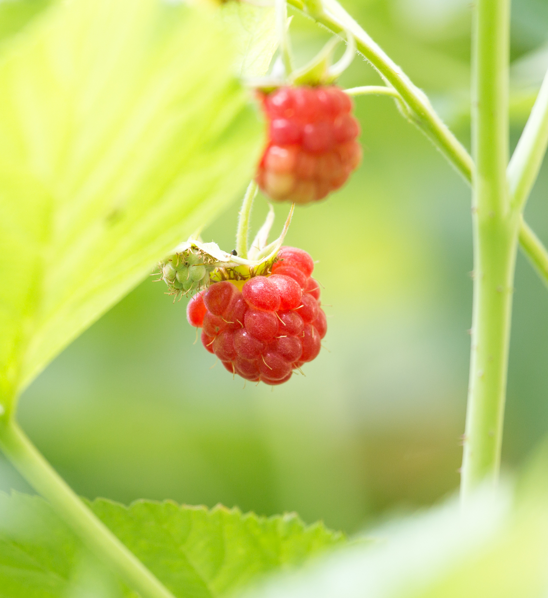 ripe raspberry on bush on nature