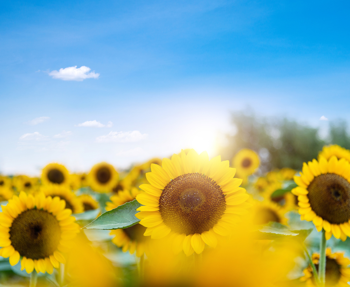 向日葵积极向上不仅自己生长也为生态环境做贡献的名人名言或金句或诗歌或美文