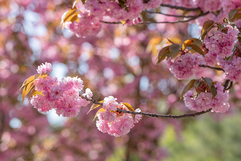 描写樱花的诗词