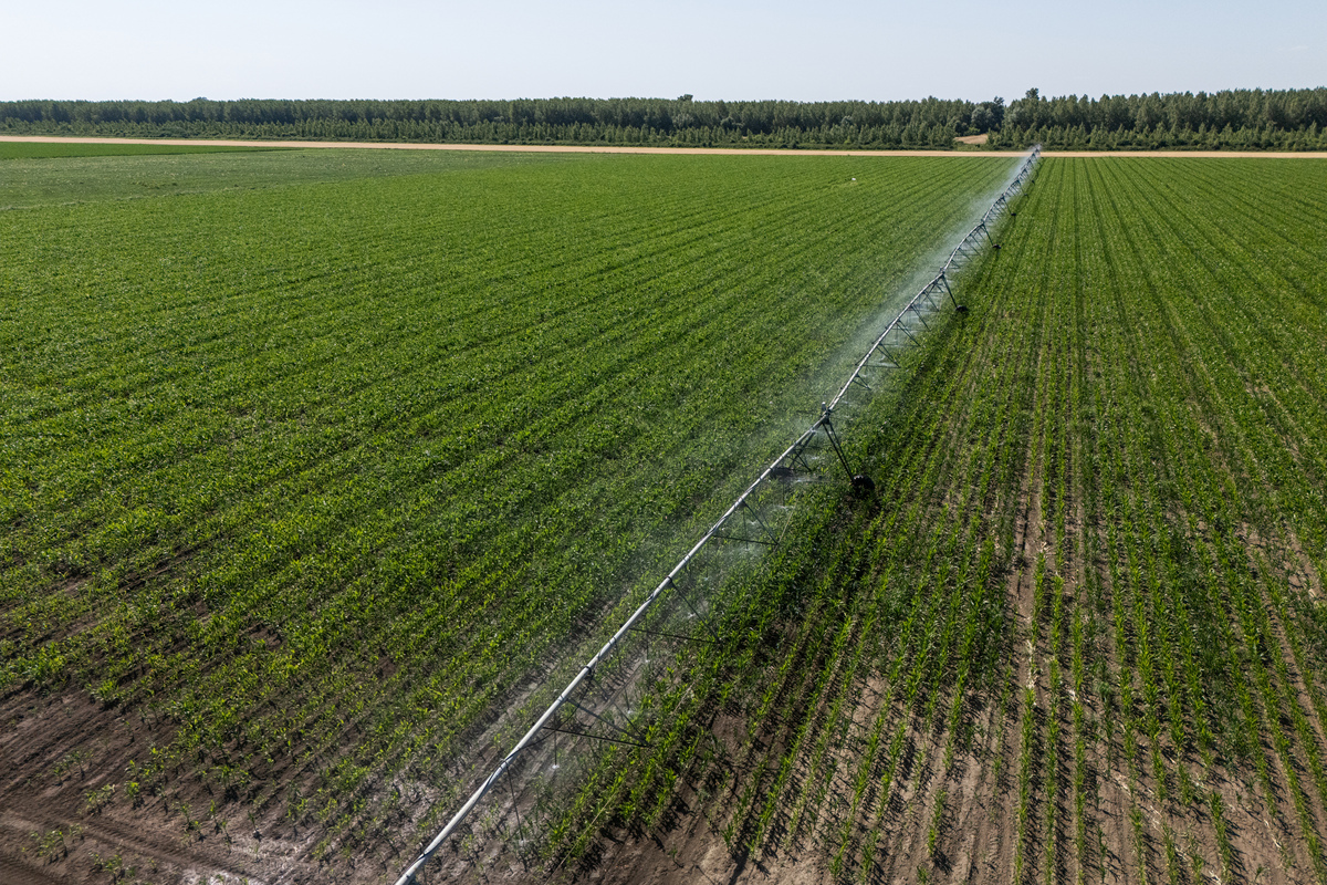 冬小麦灌溉优化效果分析：干旱年最佳，青岛站等表现突出