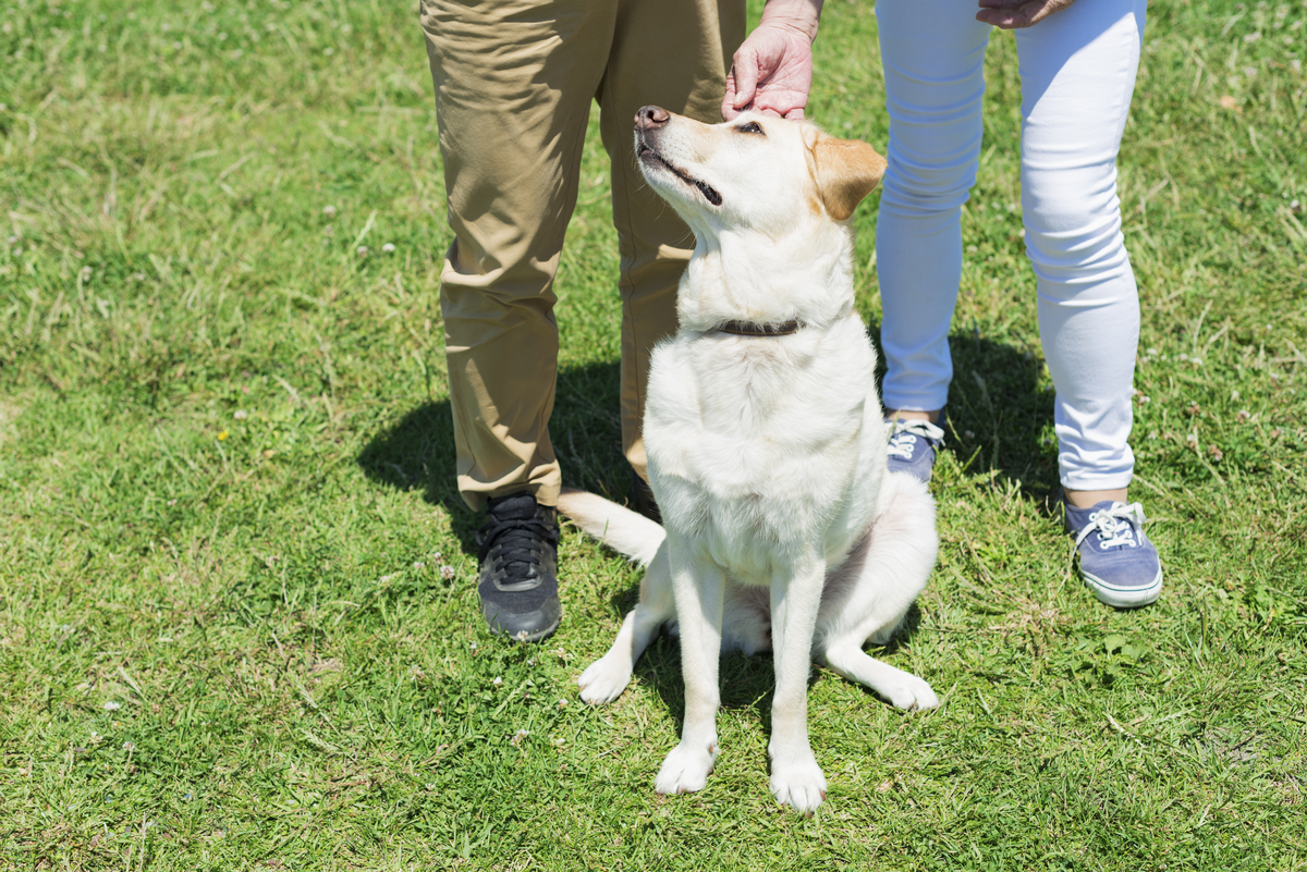 写30条关于宠物伴侣方面的文章标题