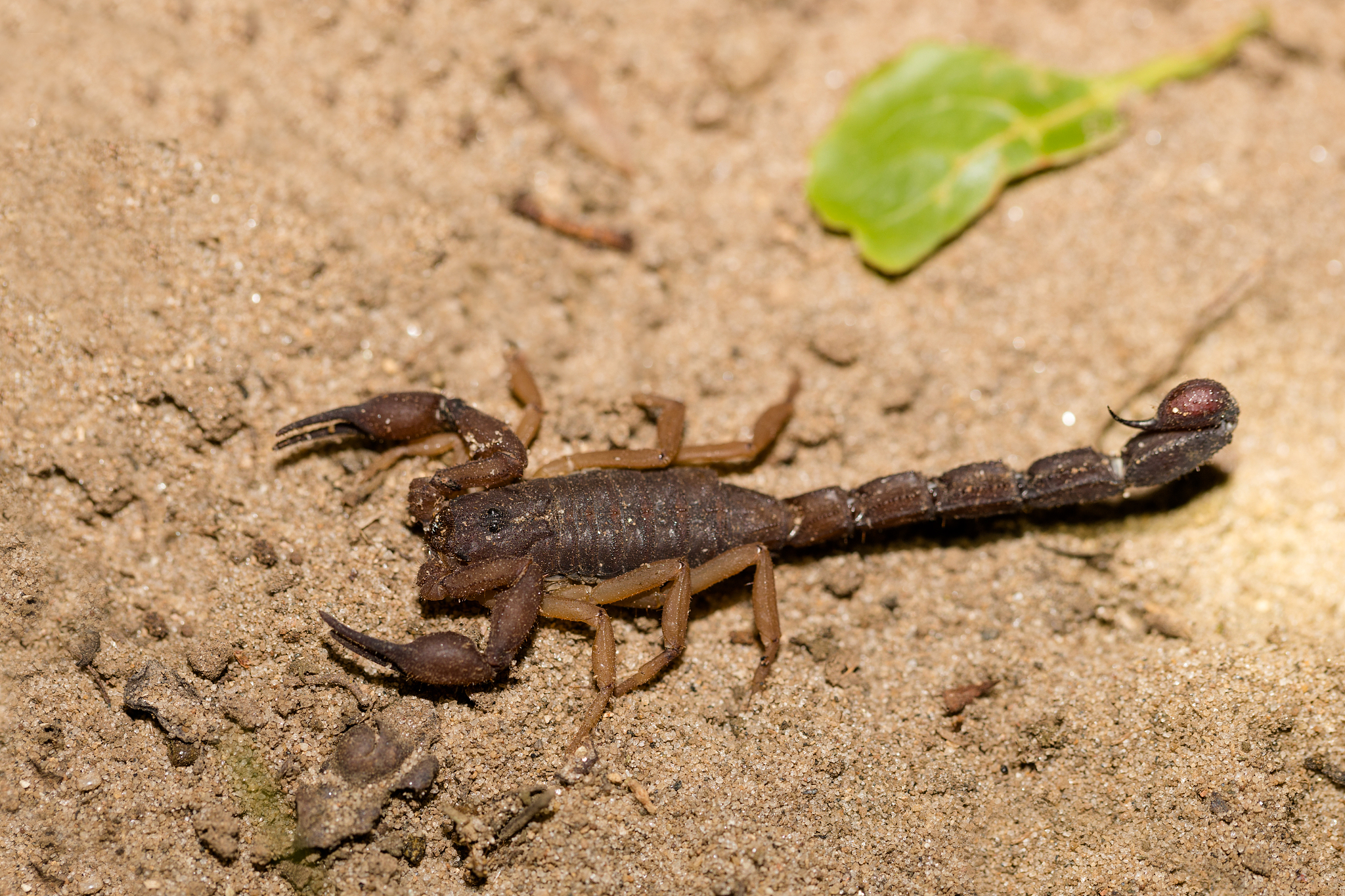 Man finds thousands of scorpions in an abandoned house