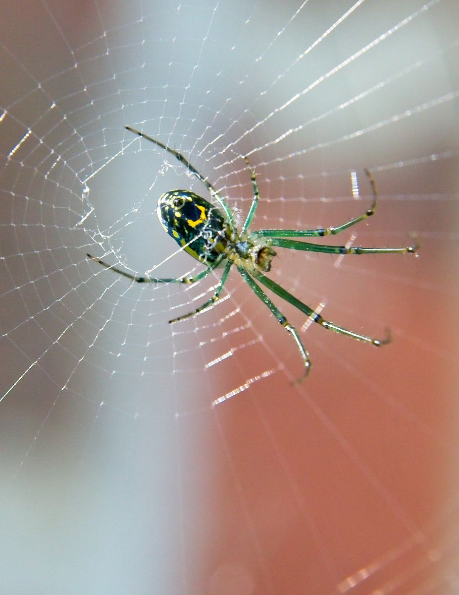 蜘蛛是不是昆虫