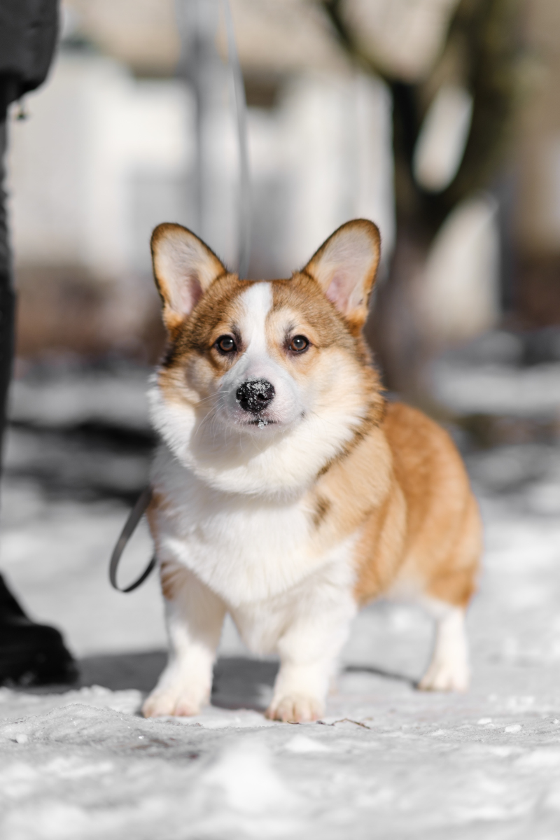 机智可爱的柯基犬:六个怪癖解读智商与深情