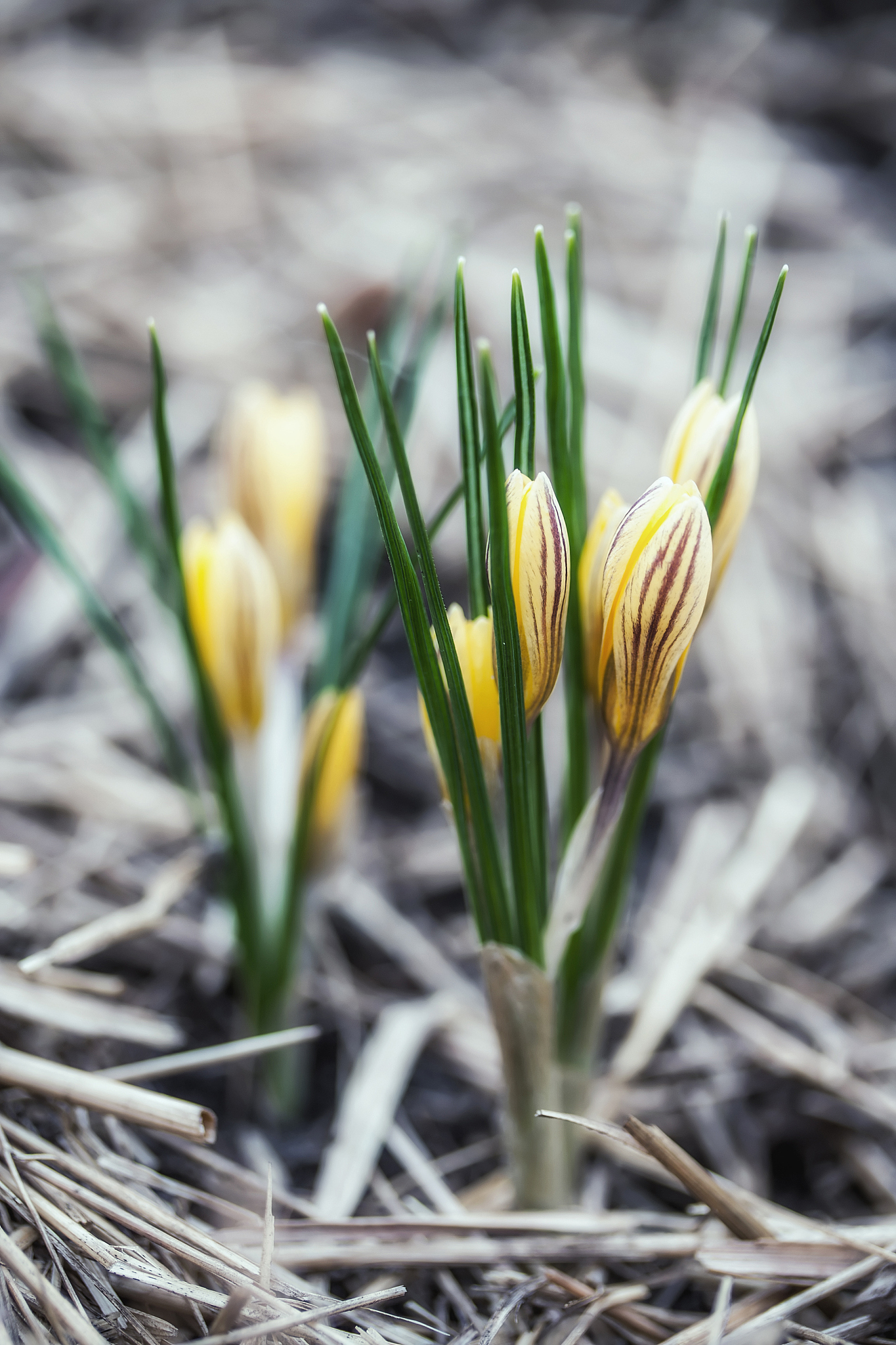 crocus chrysanthus var. fuscotinctus
