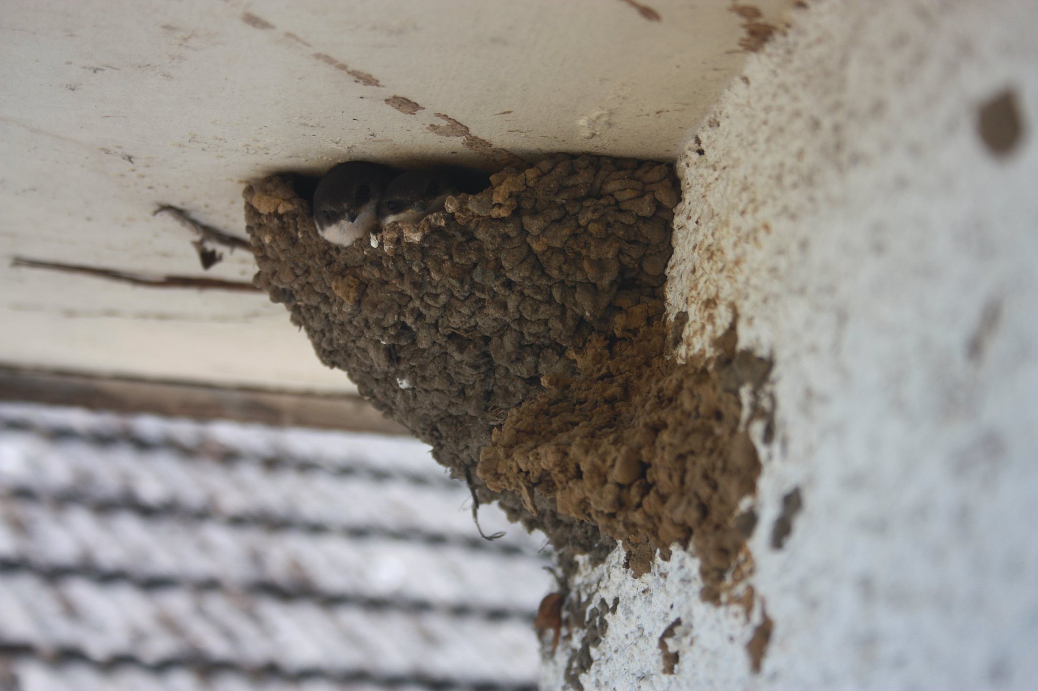 house martin nest with fledgling