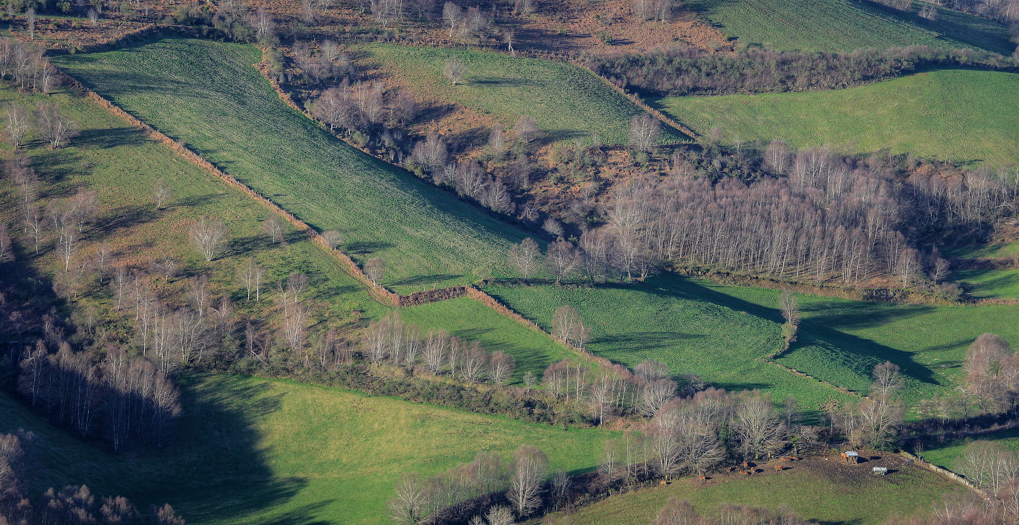 green grass plots for beef cattle