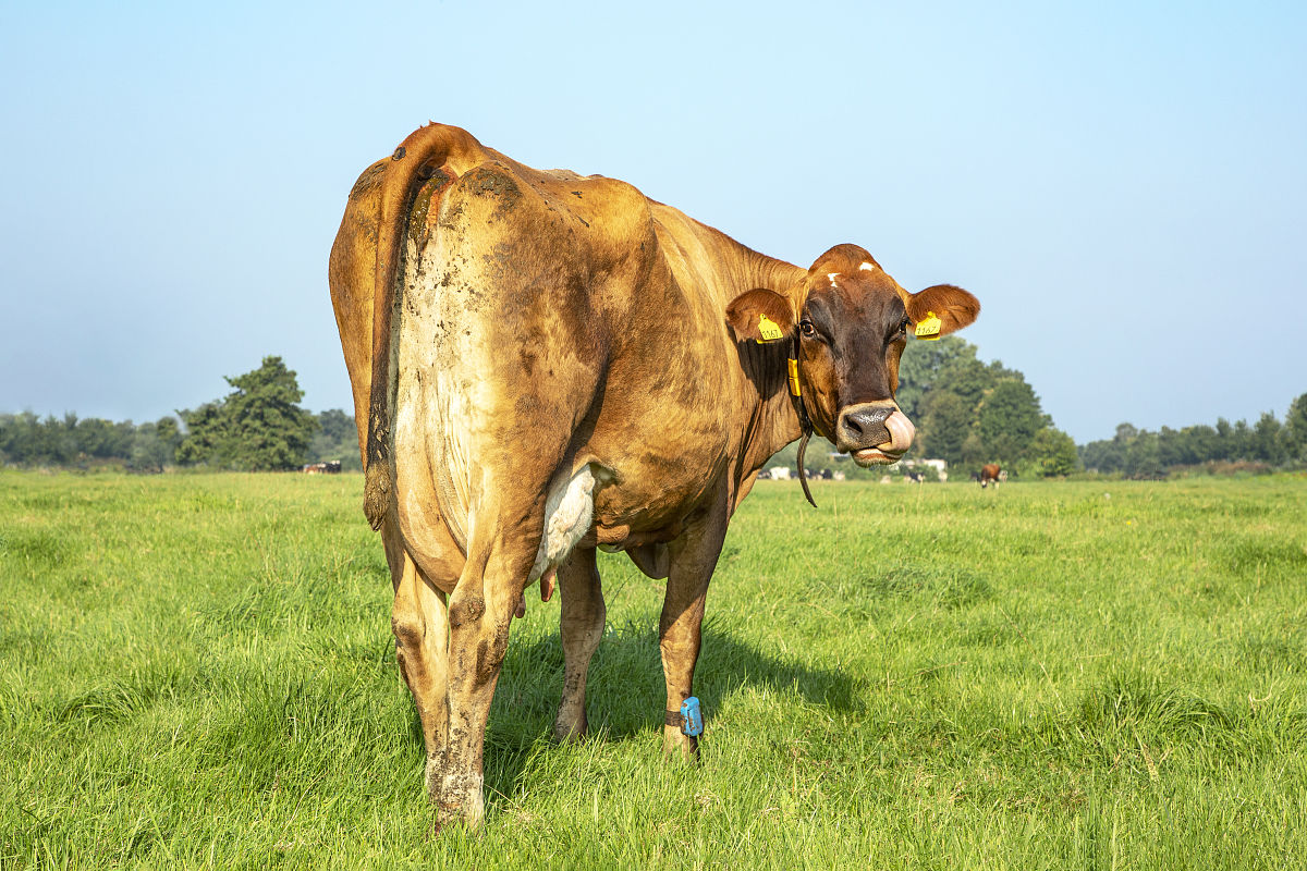 关于黄老师唱的歌曲挖呀挖文案蹭蹭热点。文案主旨：疫情之后人们生活太浮躁了很需要这种童心和亲和力所以才这么火。
