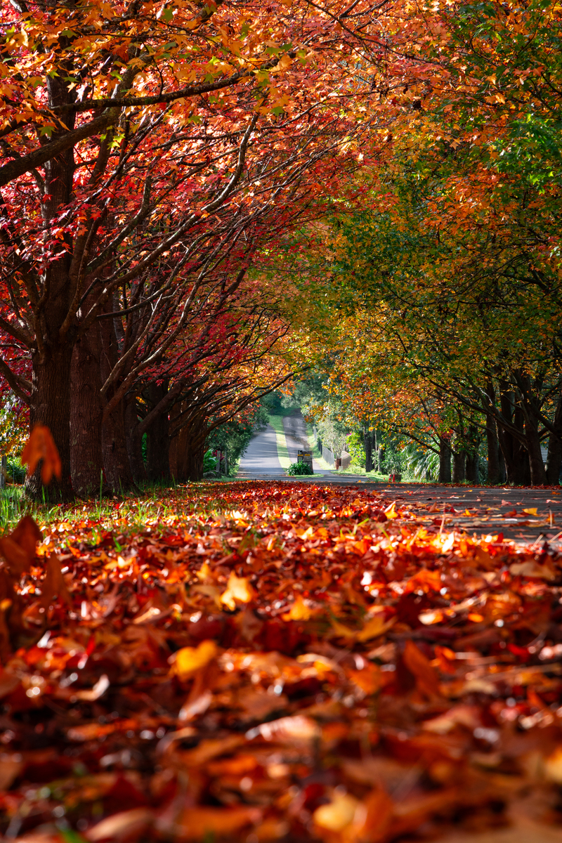 秋风瑟瑟，枫叶飘零，思念如影随形 - 秋天感伤的诗意