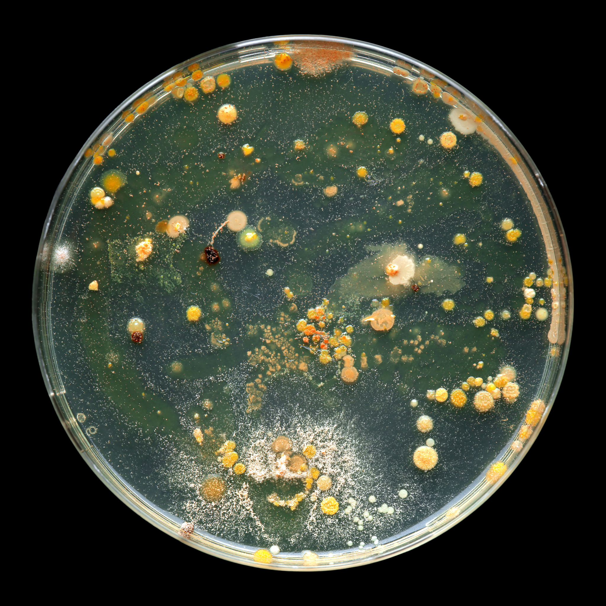 细菌菌落形状：点状、圆形、不规则、丝状