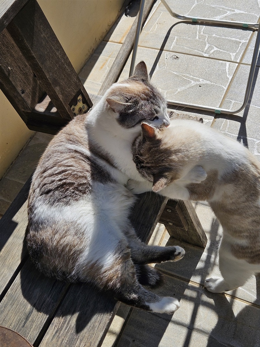 撸猫新手必看！猫咪喜欢被抚摸的7个地方，正确撸猫步骤让你成为猫咪最爱的铲屎官！