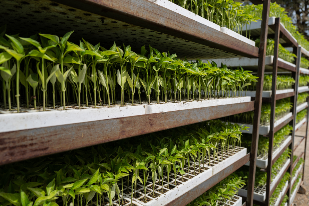 芽苗菜生产设备帮我用200字详细描述