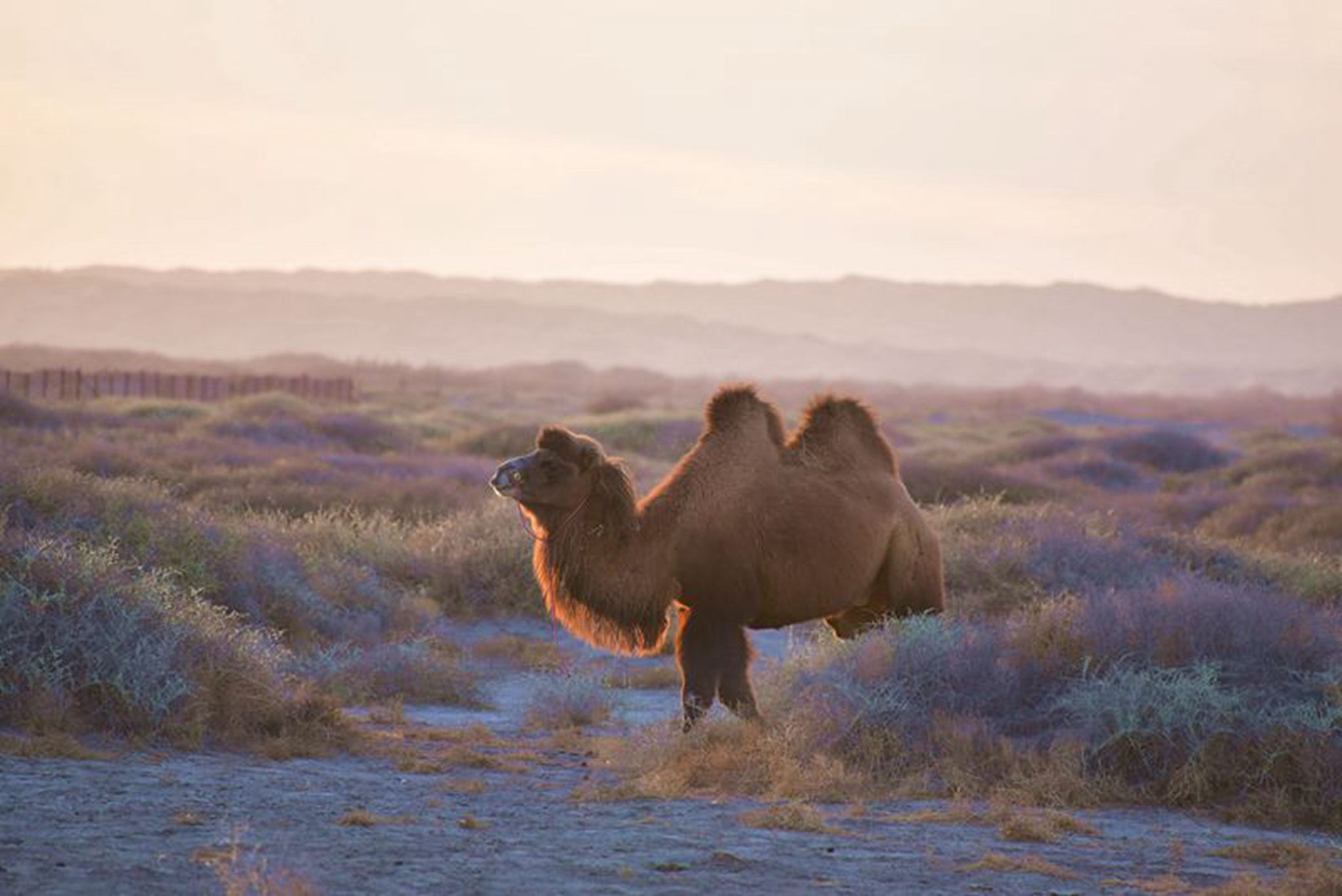 世界上最长寿的动物是什么？揭秘骆驼的长寿秘诀