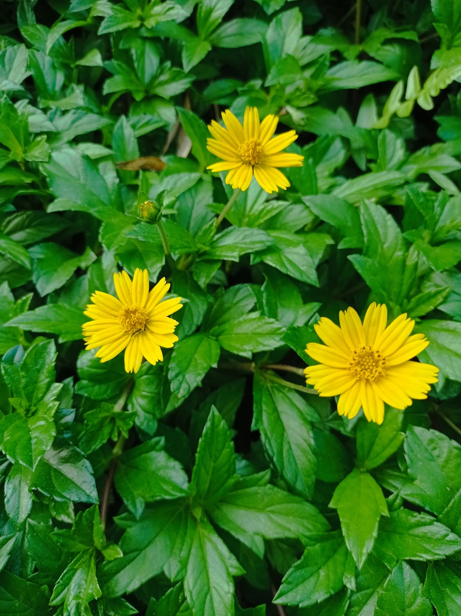 除虫菊开花时间及复花情况 | 一年开几次花？