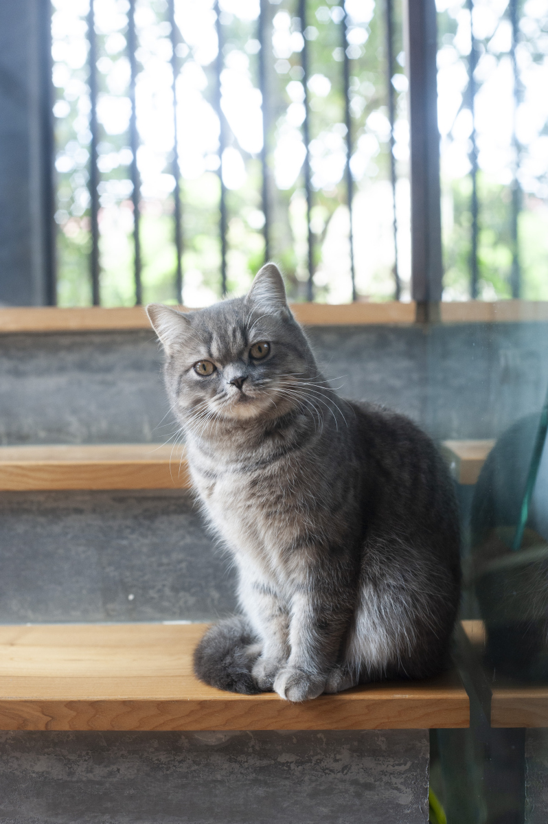 英短猫咪特征_英短猫咪的特征