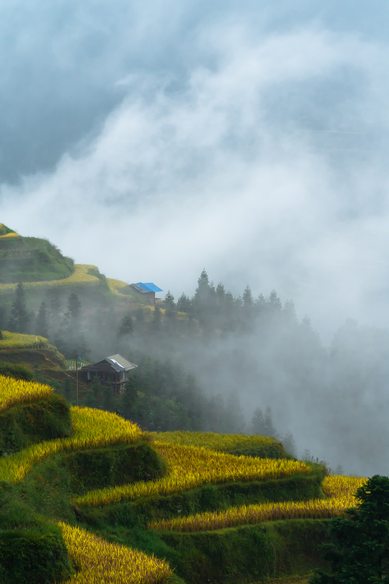 凤堰古梯田：云海、油菜花与淳朴民风