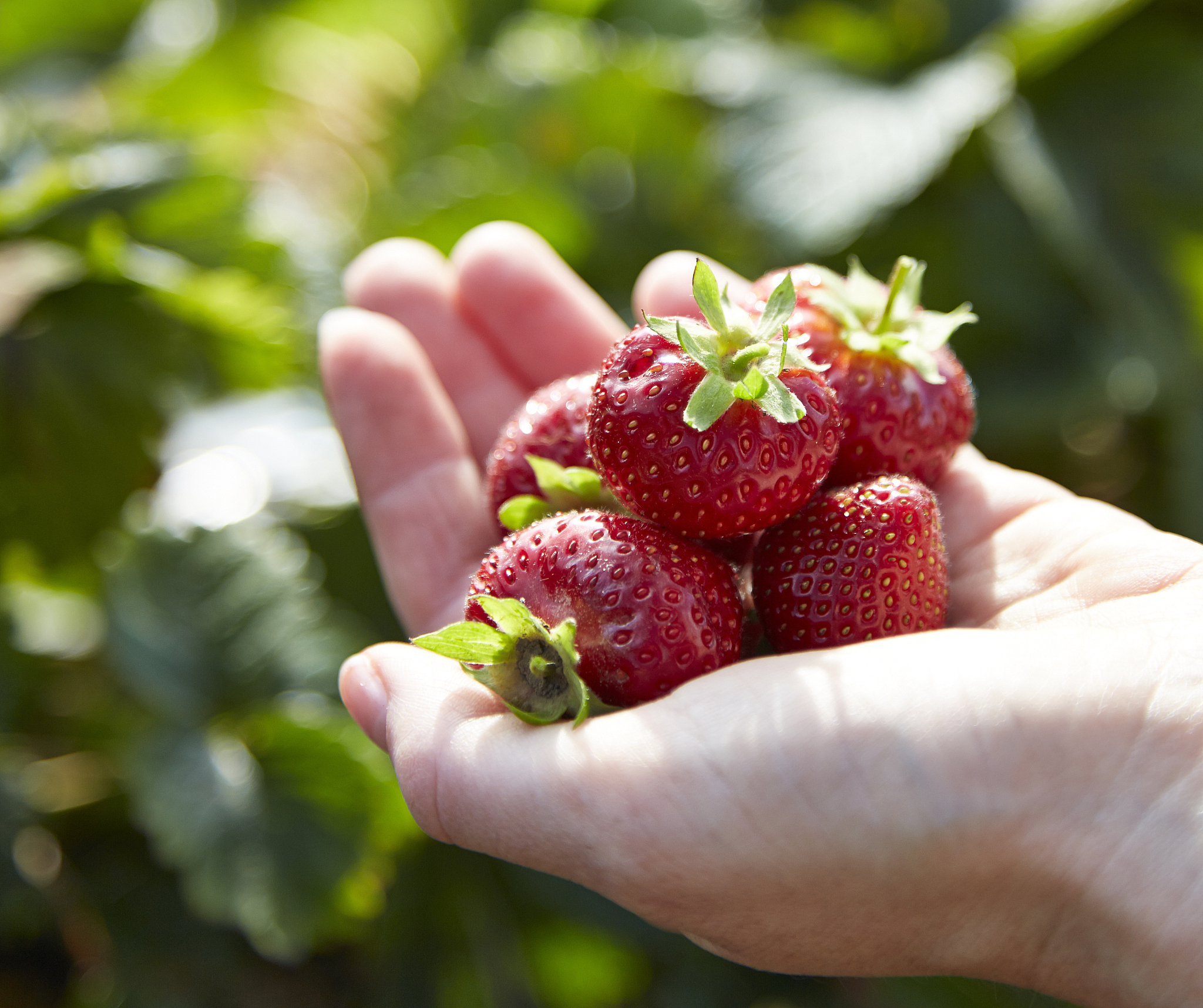 female hand holding some strawberrys in a field