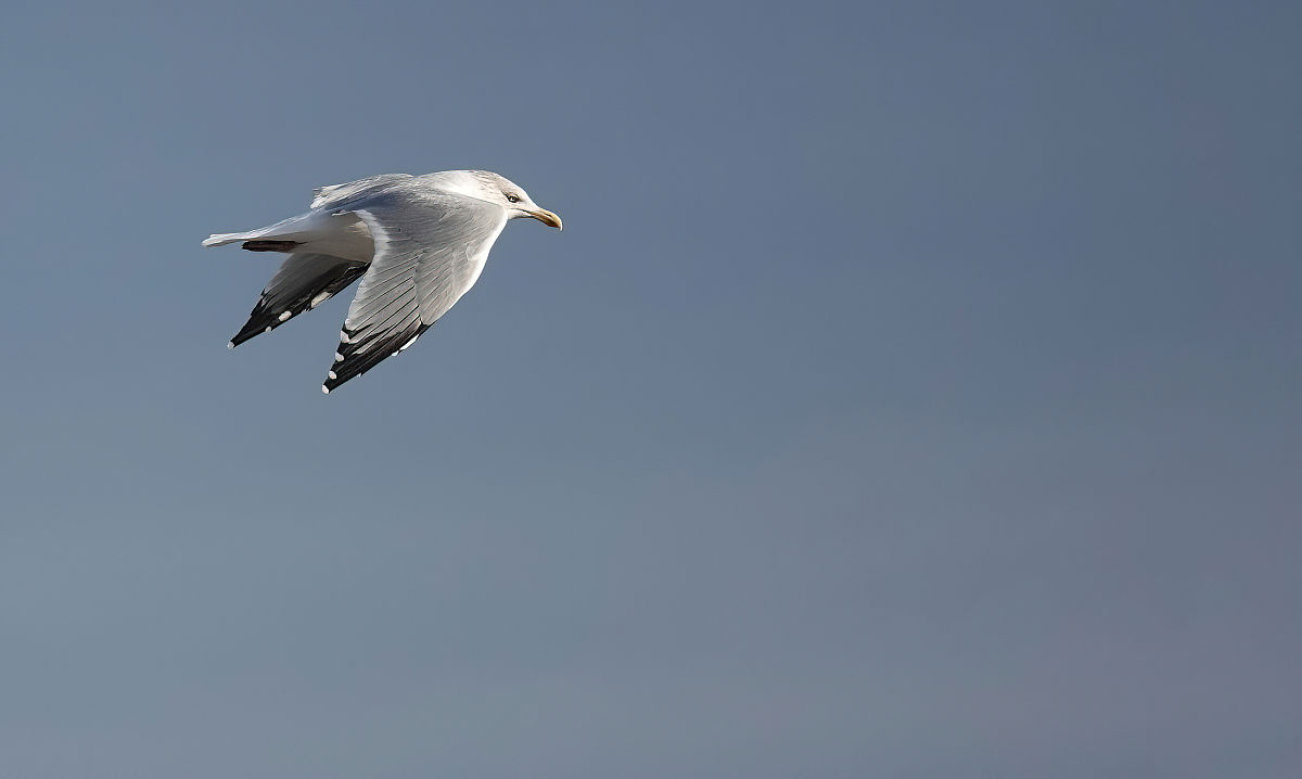 我应该怎样利用镜头角度在电影中拍出一个巨大的怪兽