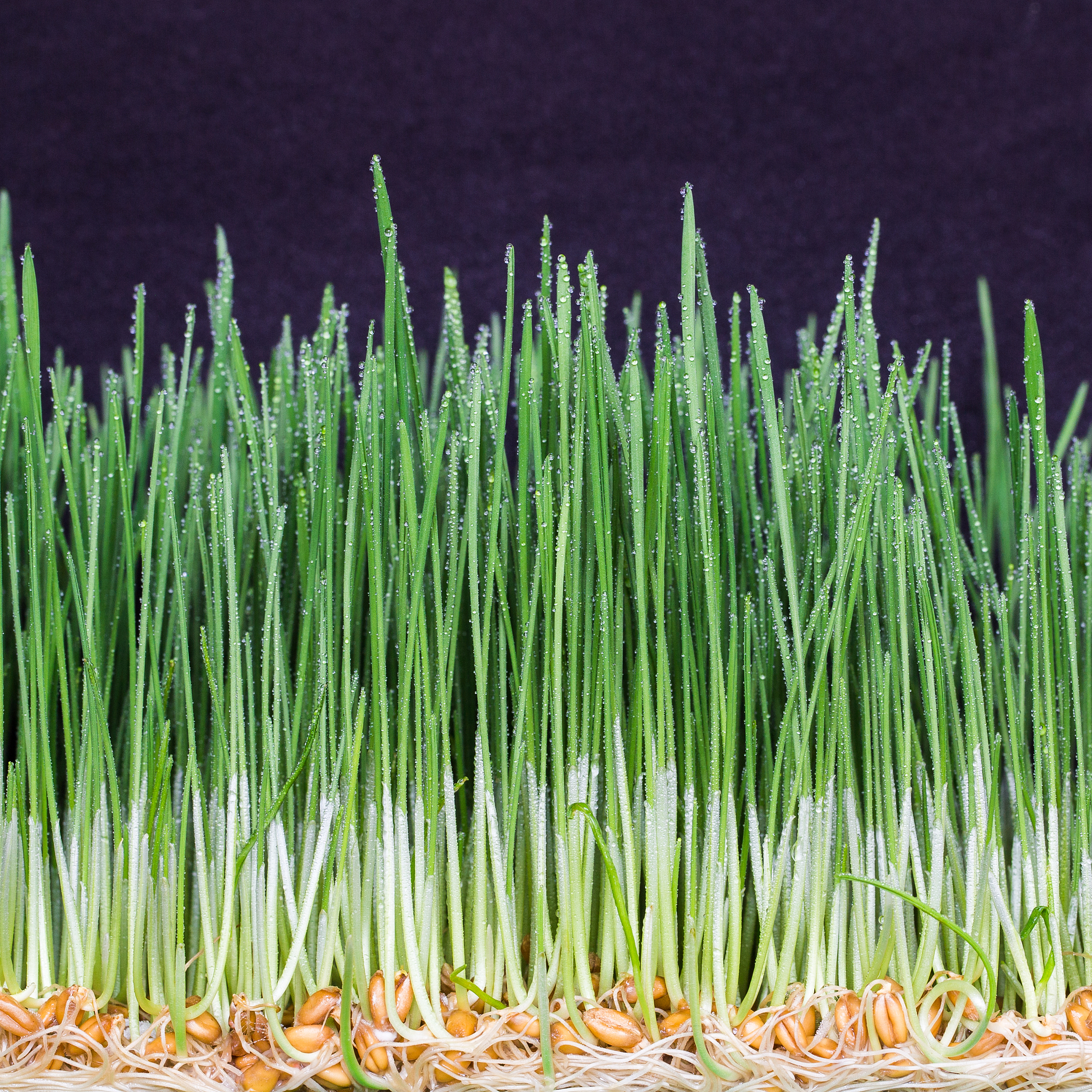 green fresh young wheat close up