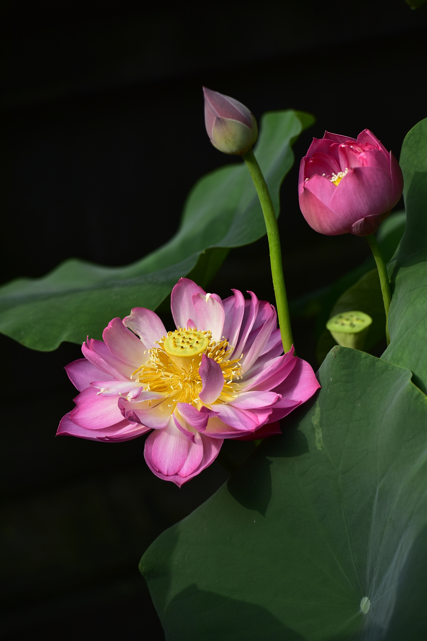 寓意最好的中国本土植物