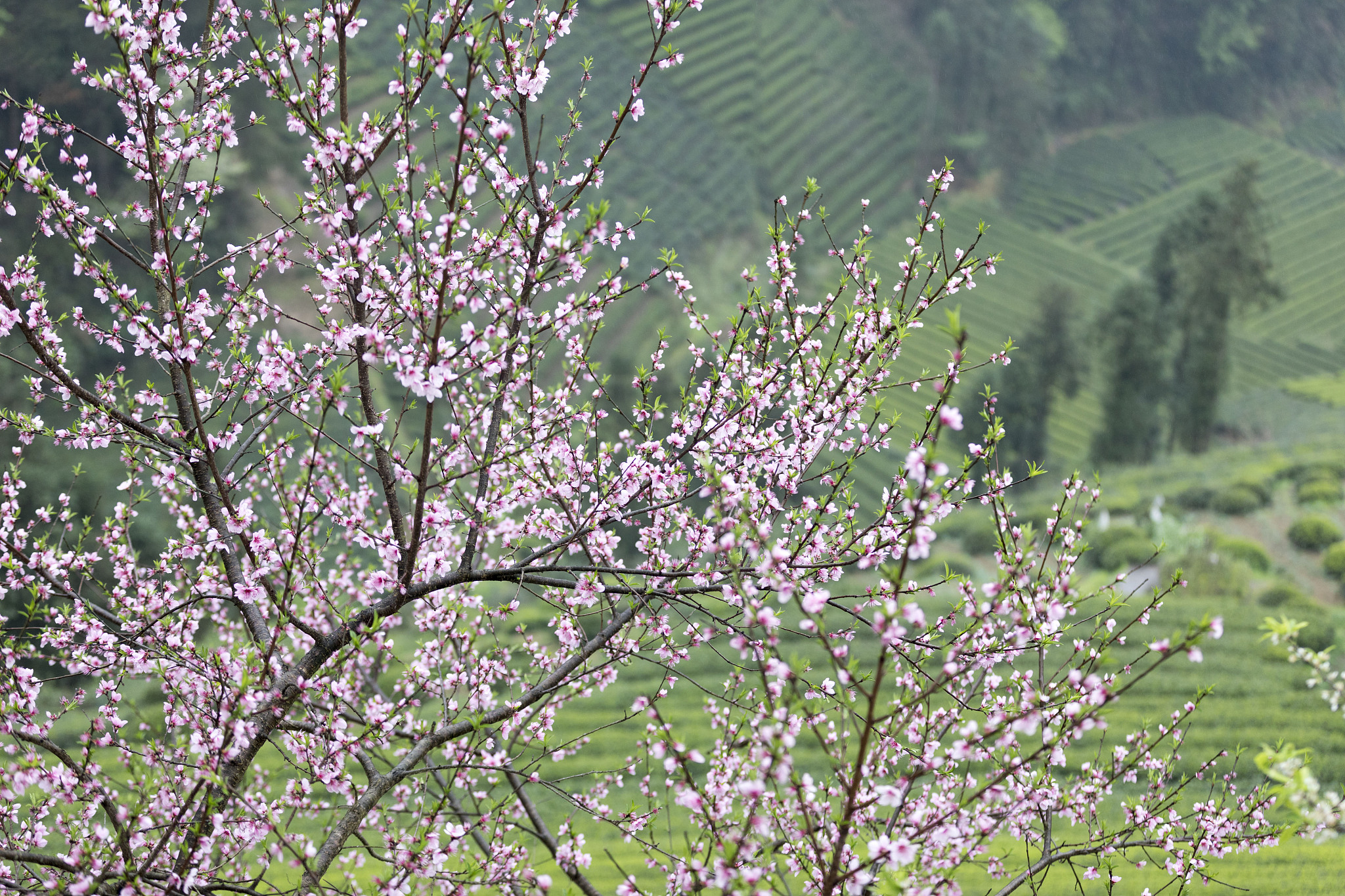 桃花、翠竹、醉春风：一首山野春光诗