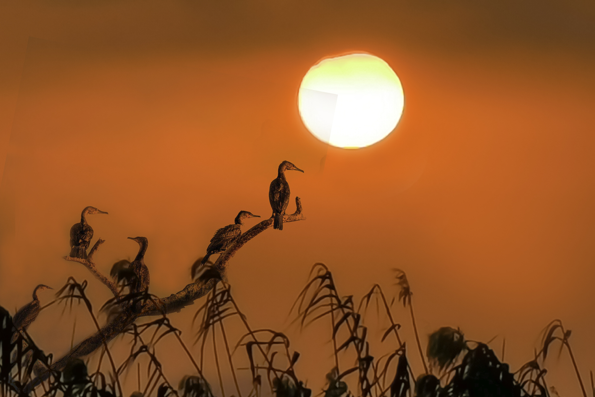 针对思乡之情创作一篇600字散文