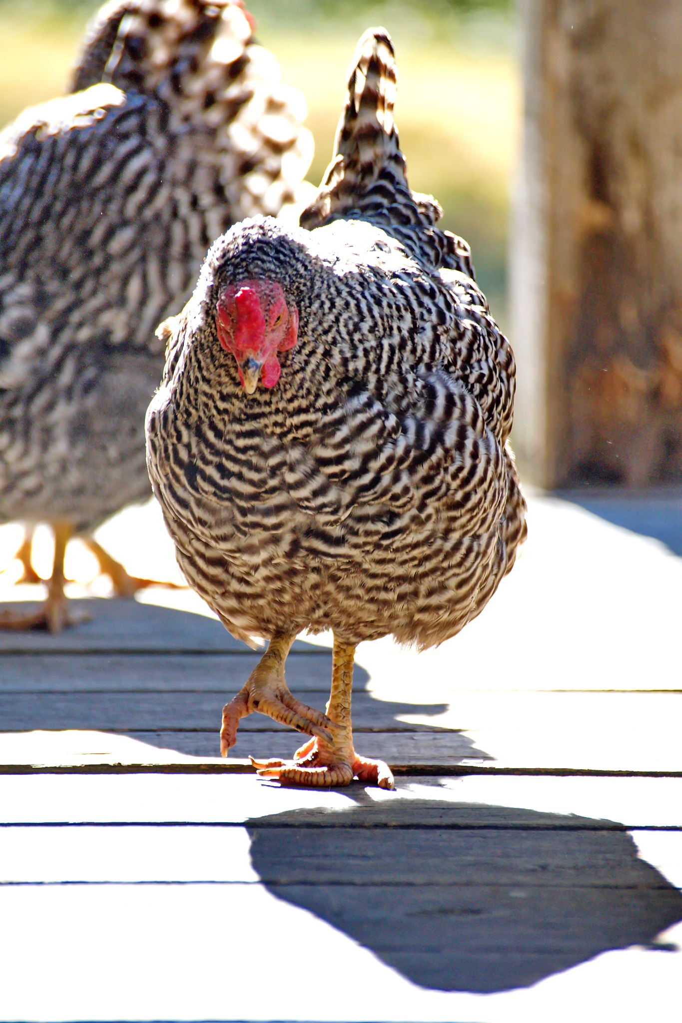 chicken on a porch