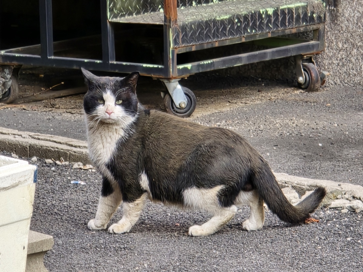 穿着燕尾服的<strong>猫</strong>