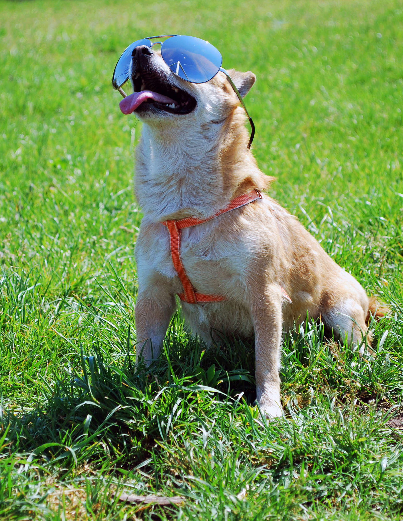 狗狗角弓反张原因解析：行为背后的秘密