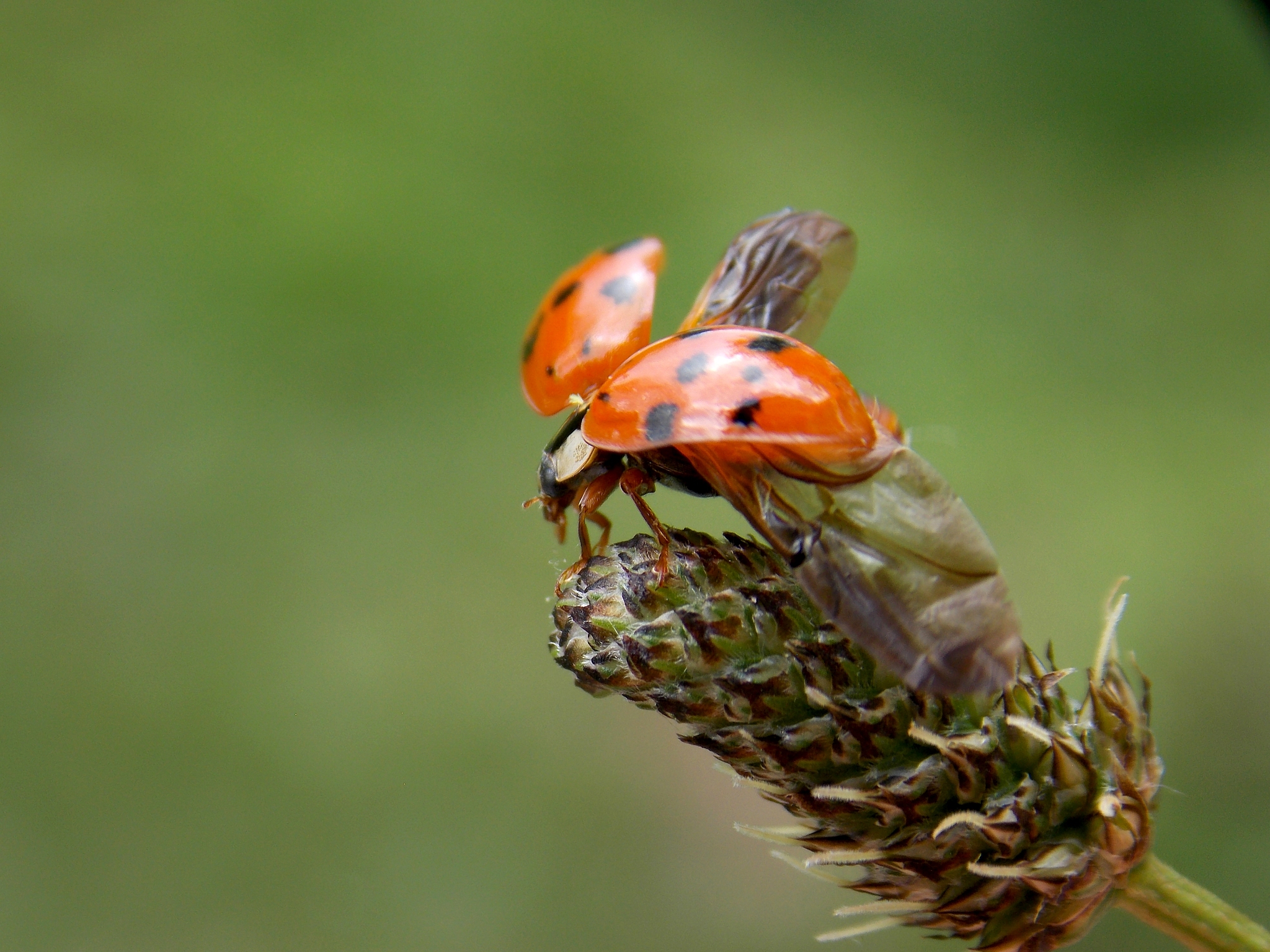 one red ladybug on plants