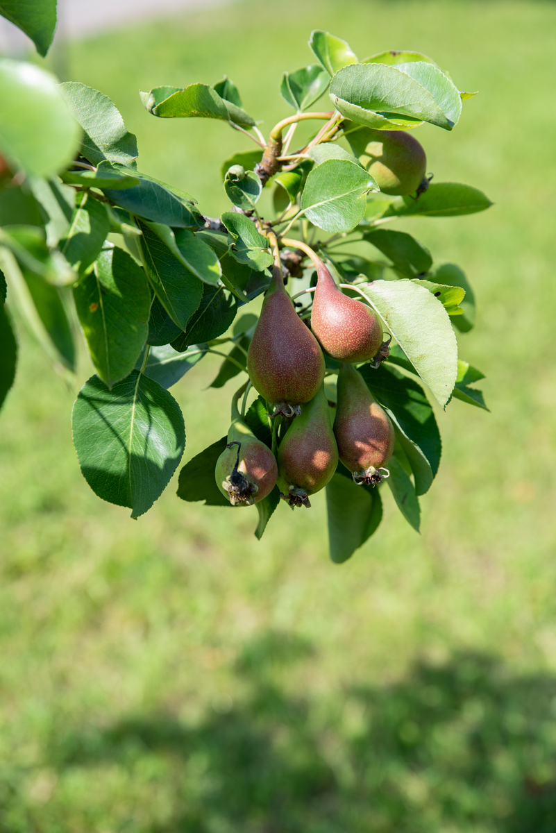北方4月种什么水果好？5种最佳推荐！