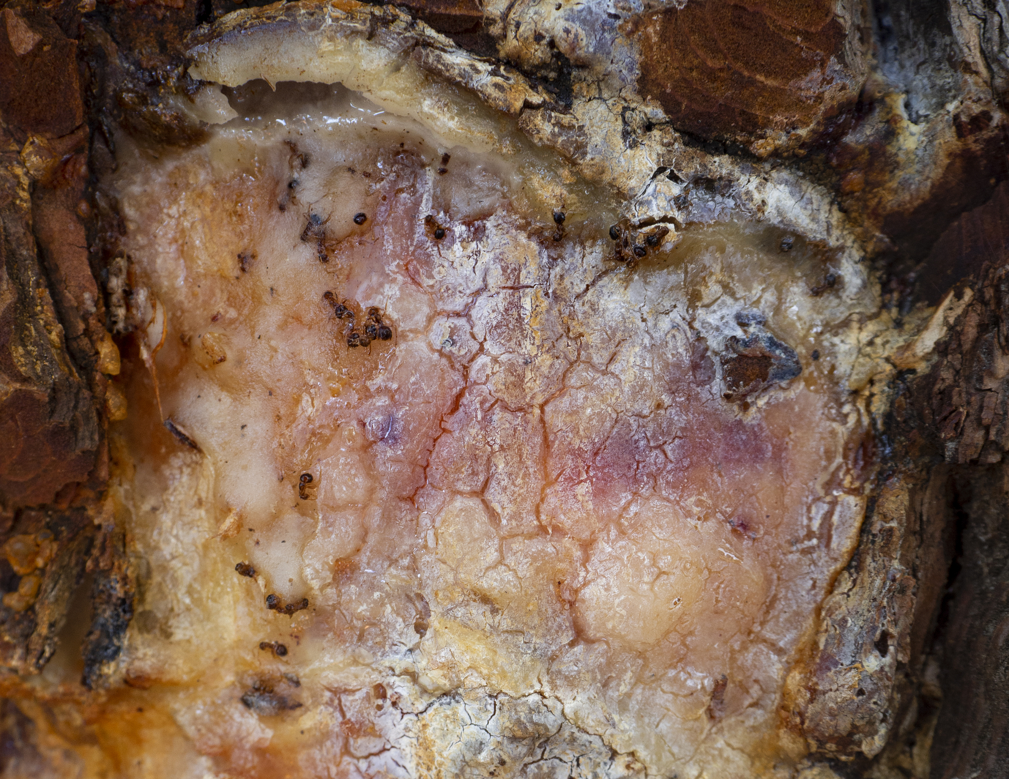 texture of pine resin left over after collecting on wine