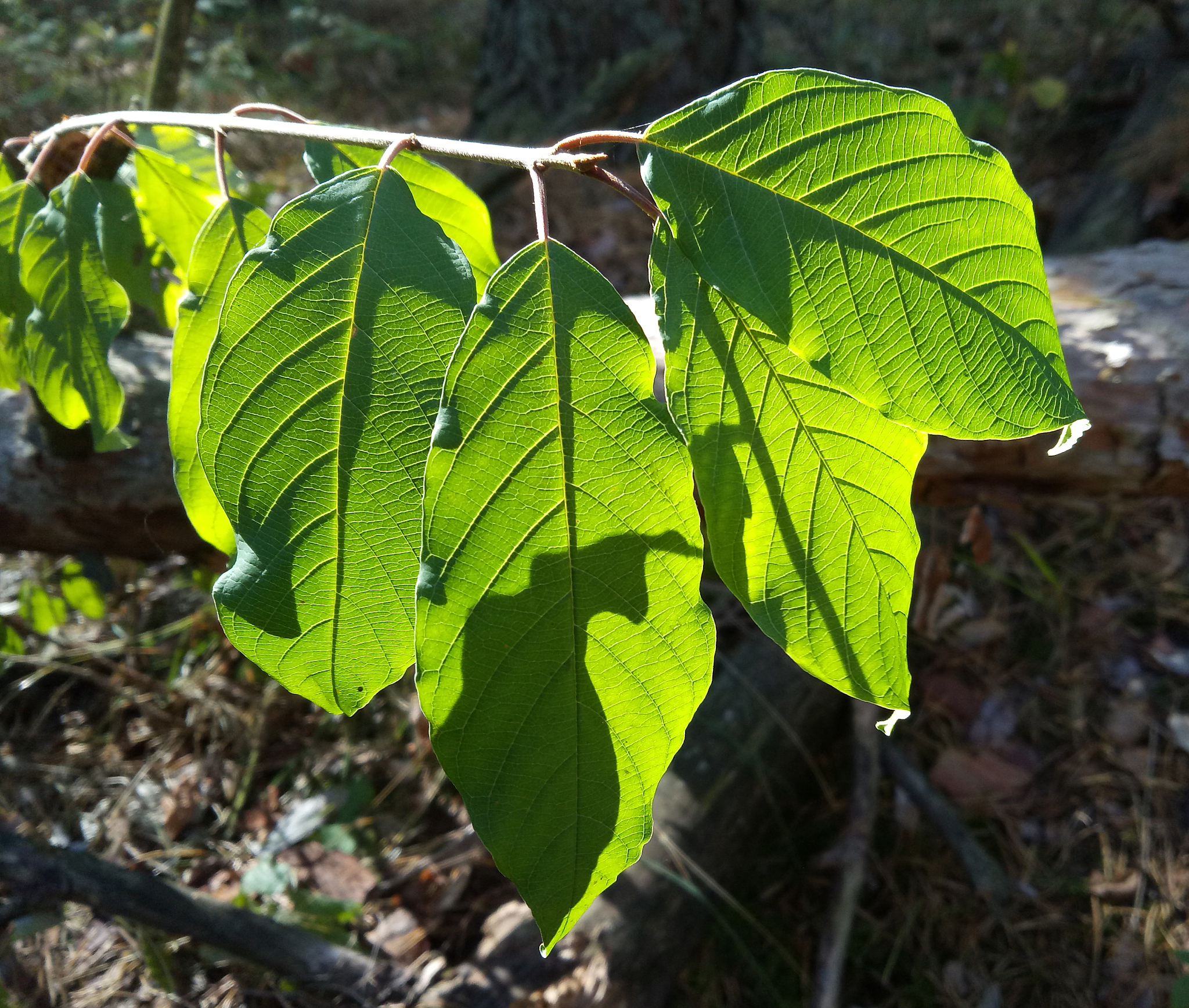 green leaves in the back light