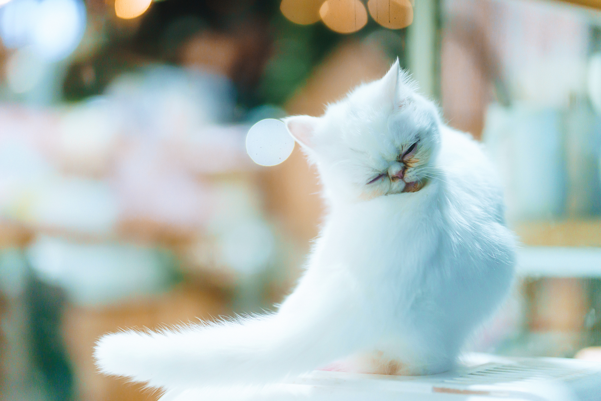 你能写一首关于猫的诗么