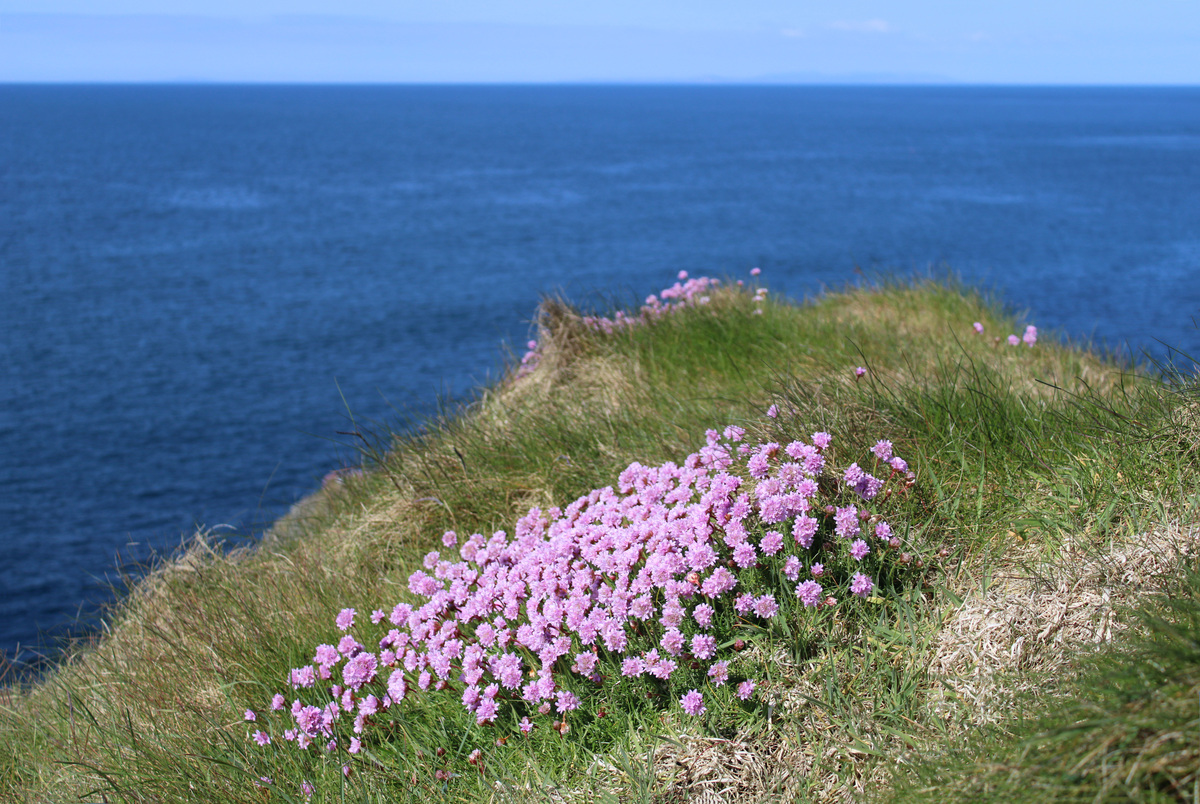 Describe a dynamic scene of a flower sea to me