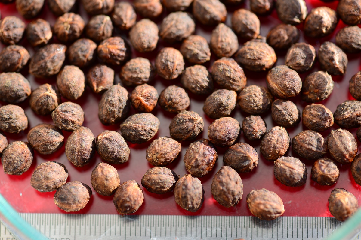 荔枝核的功效与作用的功能与主治与用量