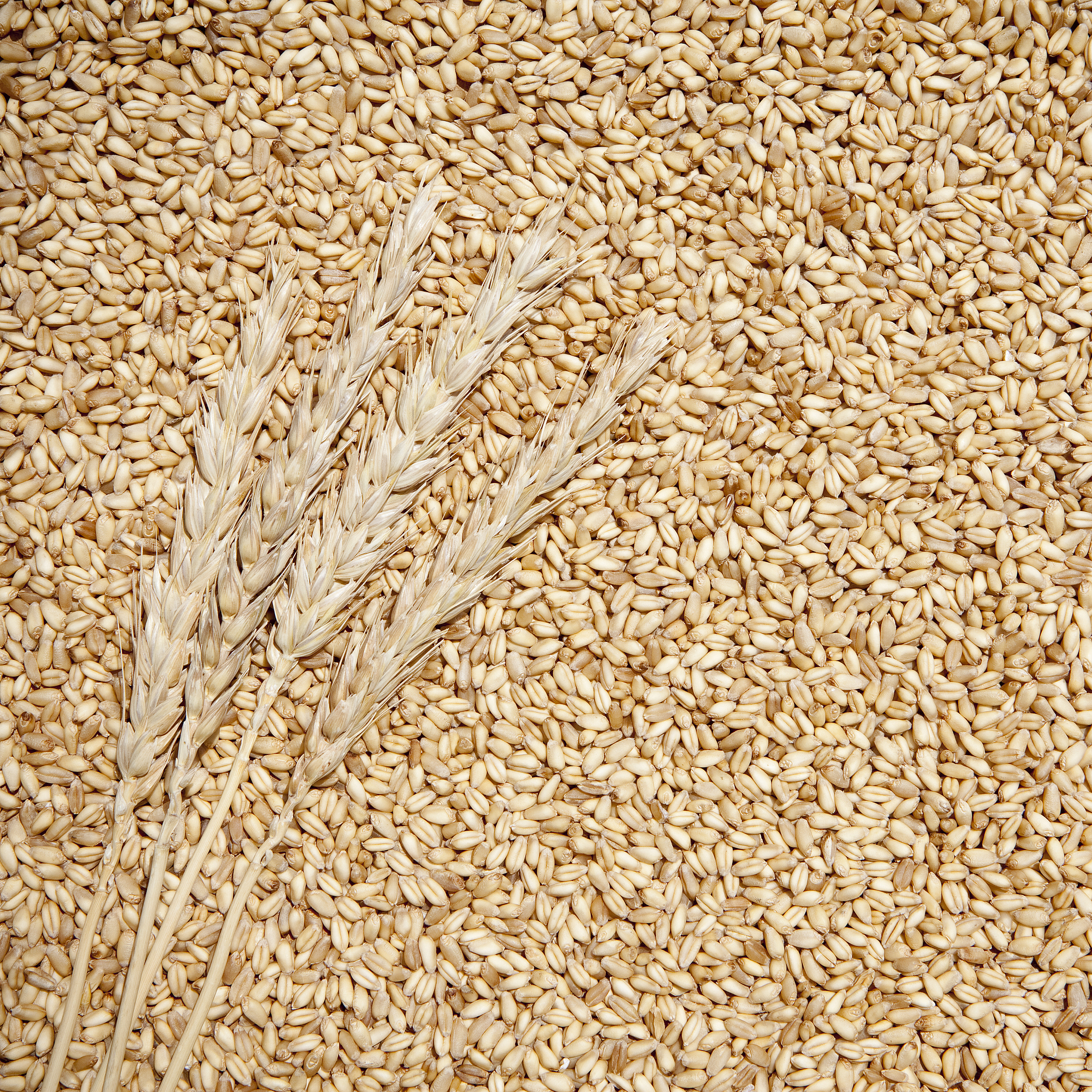 鲁什么麦店名回答加拓展。