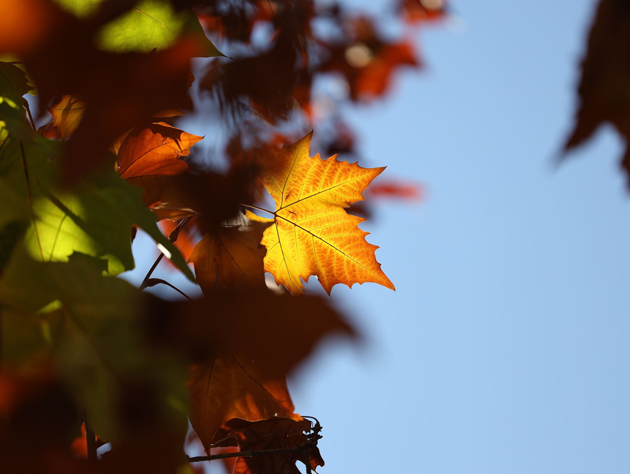 秋风萧瑟，枯叶飘零，思念永恒 - 诗歌解读