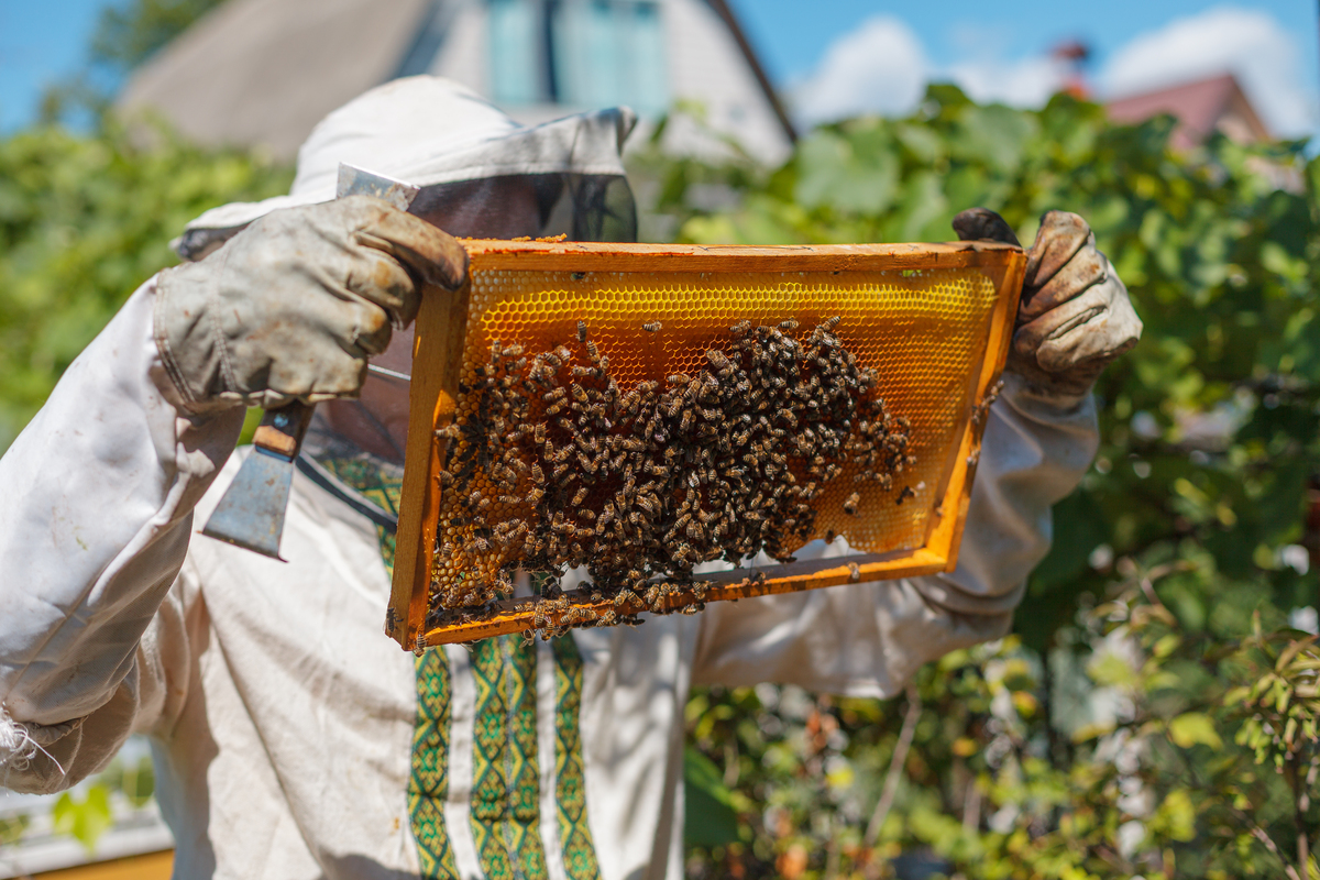 你是研究昆虫保护生物学的科学家请帮我综述用药物帮助蜜蜂抵抗农药的毒害的研究进展。