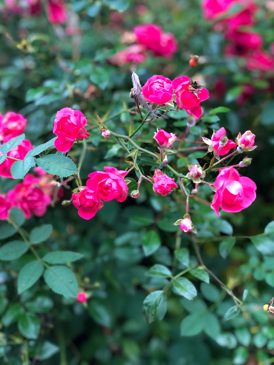 雨后的清晨院子里绿油油的有紫薇月季三角梅也有自己种的葱有蜗牛有狗空气非常清新真想以地为床睡个回笼觉。用五言律诗描述一下。要押韵