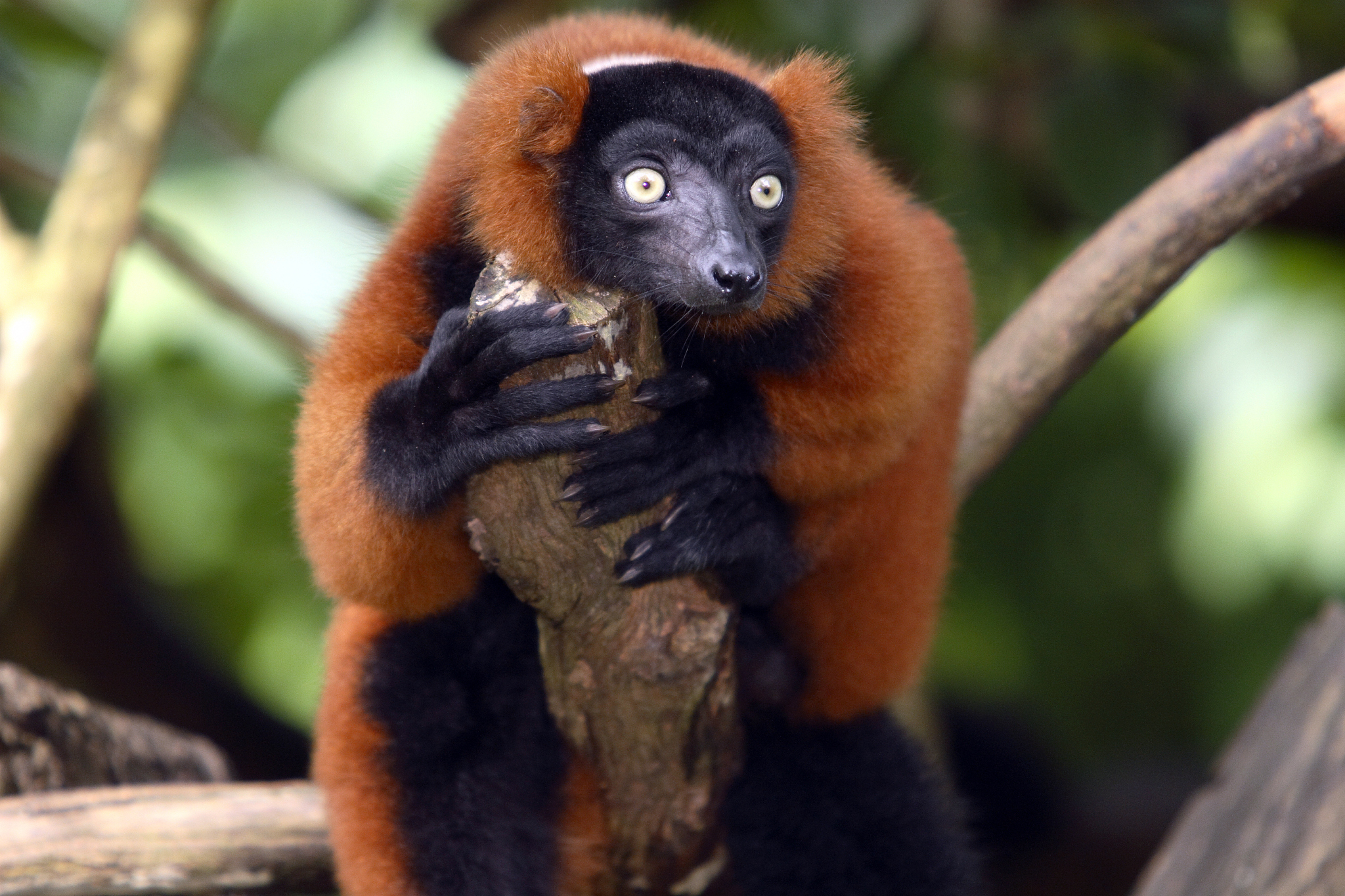 请写出一种动物除了熊猫丹顶鹤和河马的中文和拉丁文名界门纲目科属种濒危等级特征最吸引我的特点及原因栖息地栖息地特点捕食策略天敌生殖和抚育后代野外生存面临的威胁如何保护他们简洁每条不超过20字