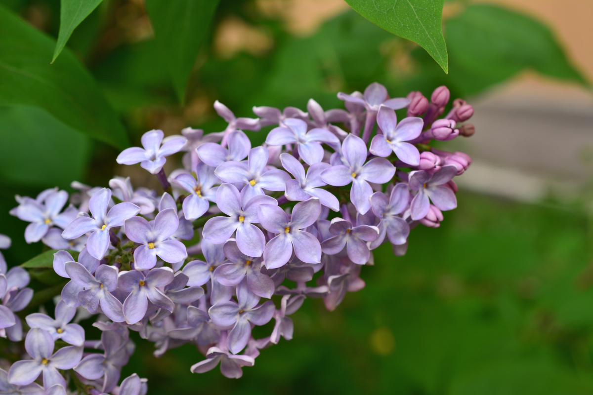 丁香花养殖全面指南