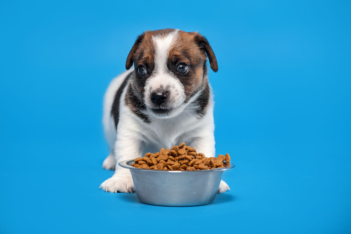 小狗的快乐生活指南：爱与关怀的温馨记录