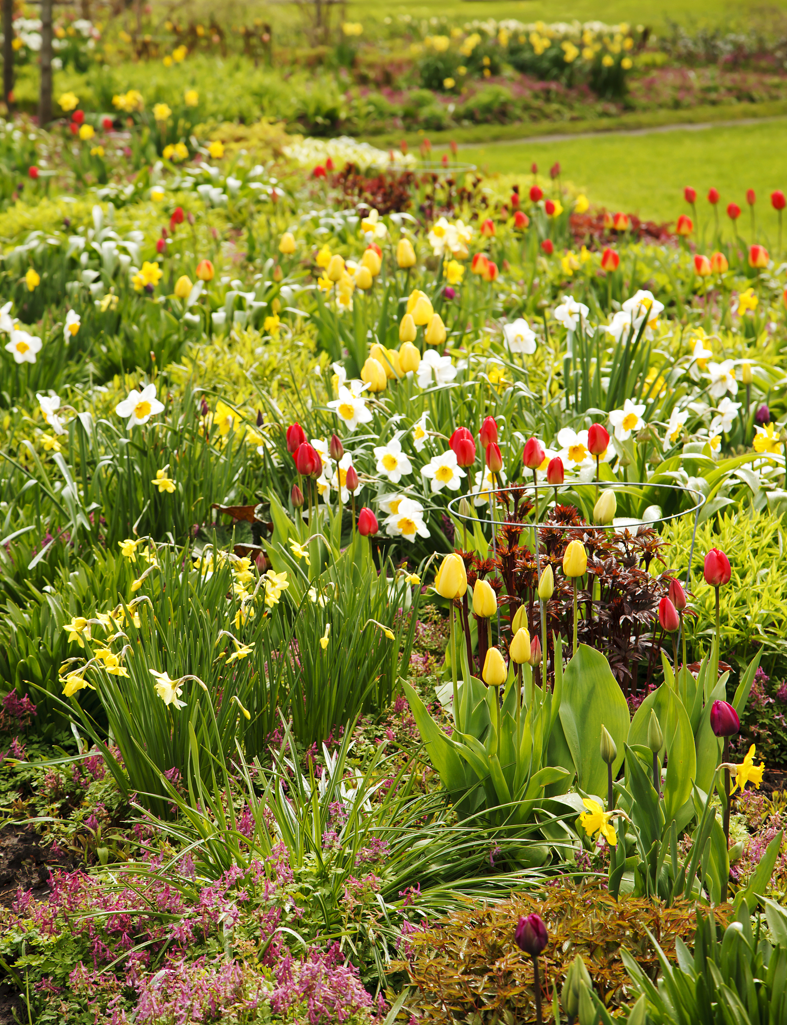 大块的草坪绿了大朵的野花红了仿写