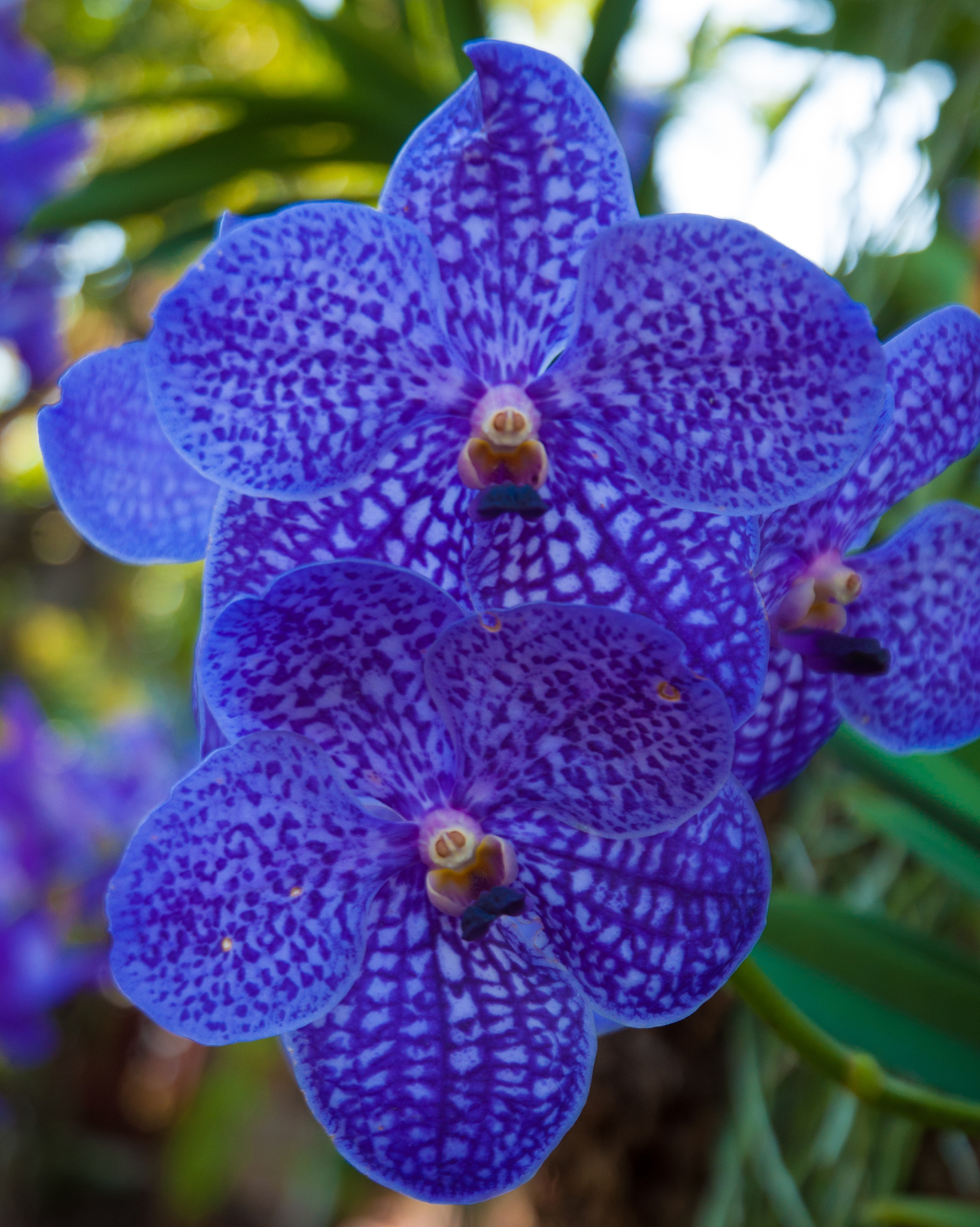 orchids