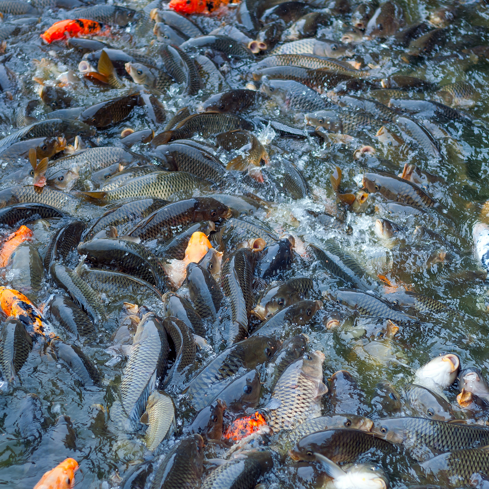 保障养殖鱼类重金属安全：方法及措施