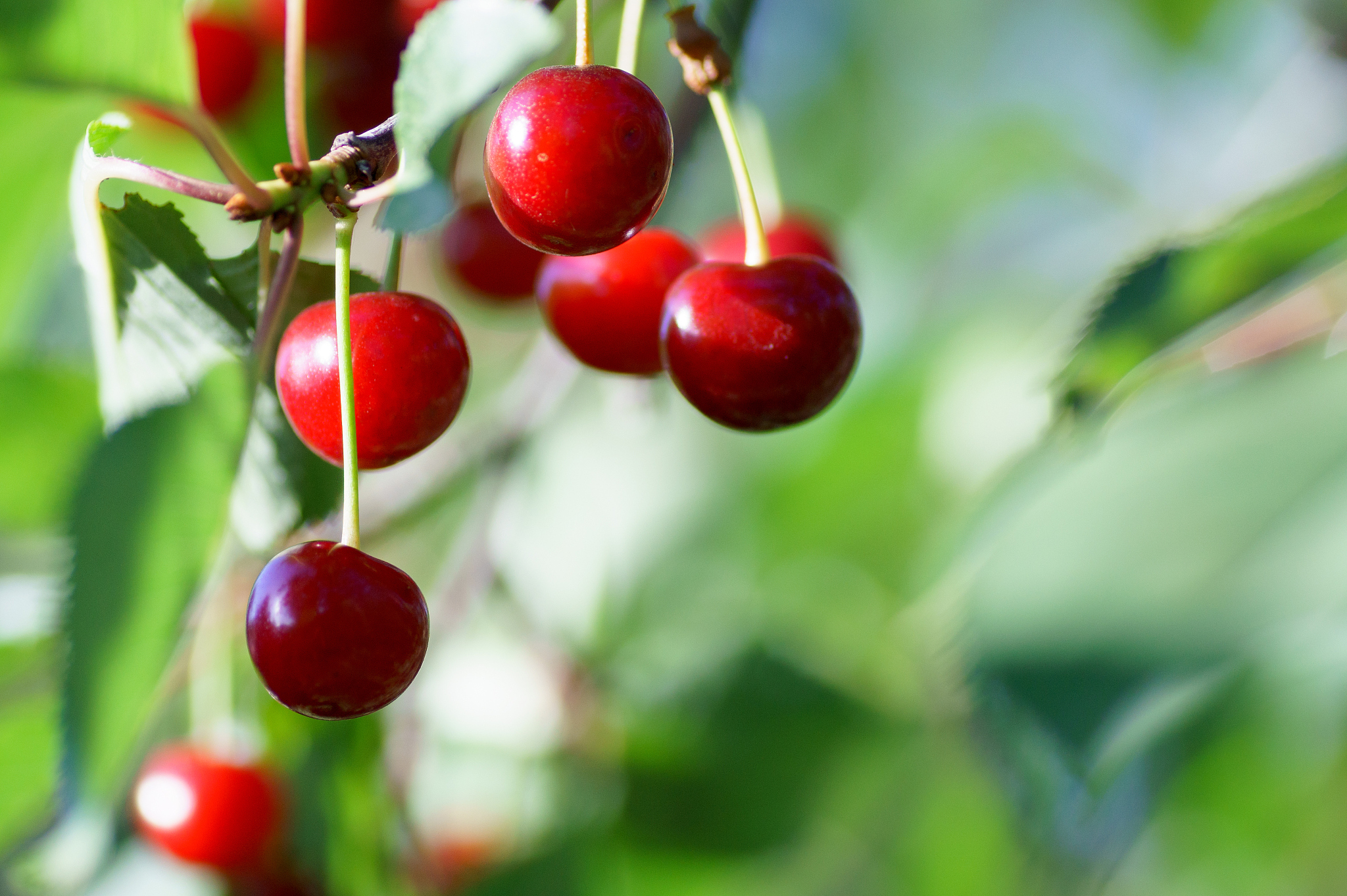 cherry tree in the sunny garden.