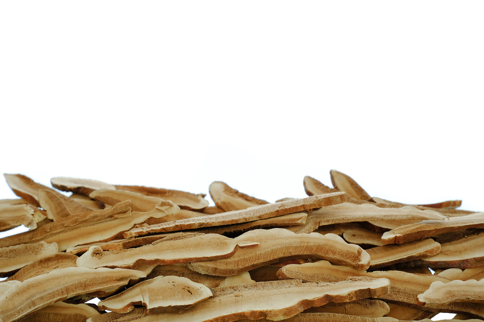 lingzhi mushroom, herb capsule