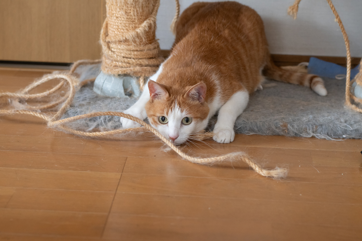 猫咪为何在抱球时会用脚蹬？探秘猫咪的趣味行为